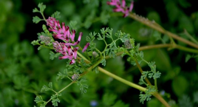 Fumaria officinalis (Papaveraceae)